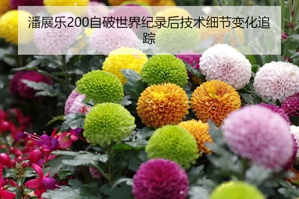 潘展乐200自破世界纪录后技术细节变化追踪